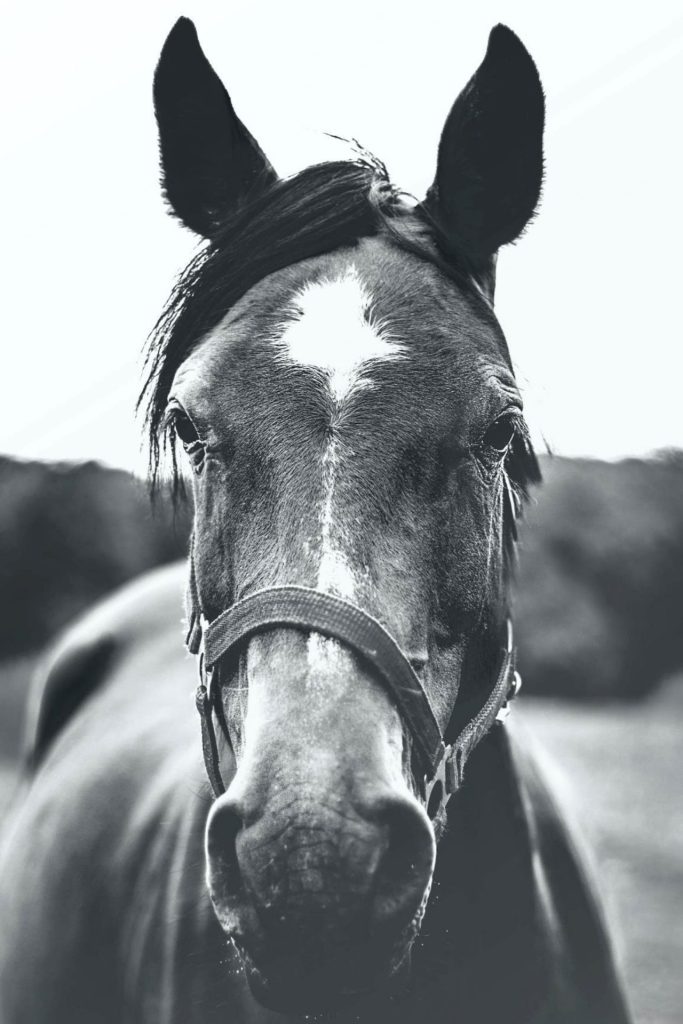 Mattsons paardenhaar